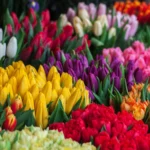 El llenguatge de les flors: què regalar per al Dia de la Mare?