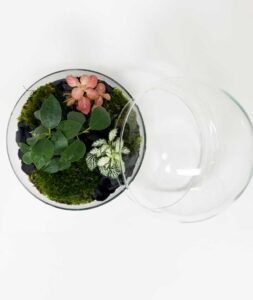 terrari1C