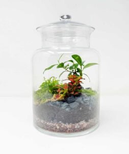 Terrari artesanal en gerra cilíndrica de vidre amb tapa, amb plantes verdes d’interior. Model “Jardí Tancat” de 30 cm, de Floristeria Zinnia.