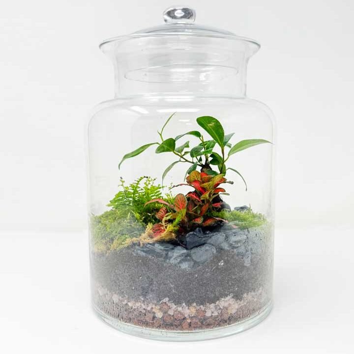 Terrari artesanal en gerra cilíndrica de vidre amb tapa, amb plantes verdes d’interior. Model “Jardí Tancat” de 30 cm, de Floristeria Zinnia.