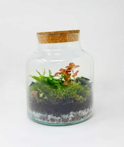 Terrari de vidre cilíndric amb tap de suro natural, amb plantes verdes interiors. Model Clau de Suro de 25 cm, de Floristeria Zinnia.