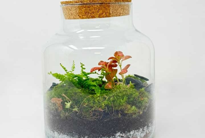 Terrari de vidre cilíndric amb tap de suro natural, amb plantes verdes interiors. Model Clau de Suro de 25 cm, de Floristeria Zinnia.