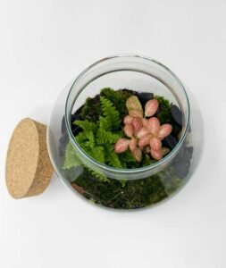 terrari3C