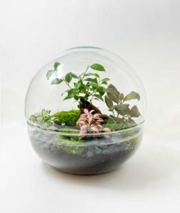 Terrari artesanal en forma d’esfera de vidre de 30 cm amb plantes verdes d’interior. Model Esfera Viva de Floristeria Zinnia.