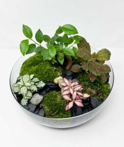 terrari4C