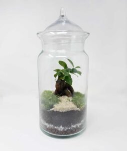 Terrari cilíndric de vidre amb tapa, 30 cm d’alçada, amb plantes verdes d’interior. Model Cilindre Verd de Floristeria Zinnia.