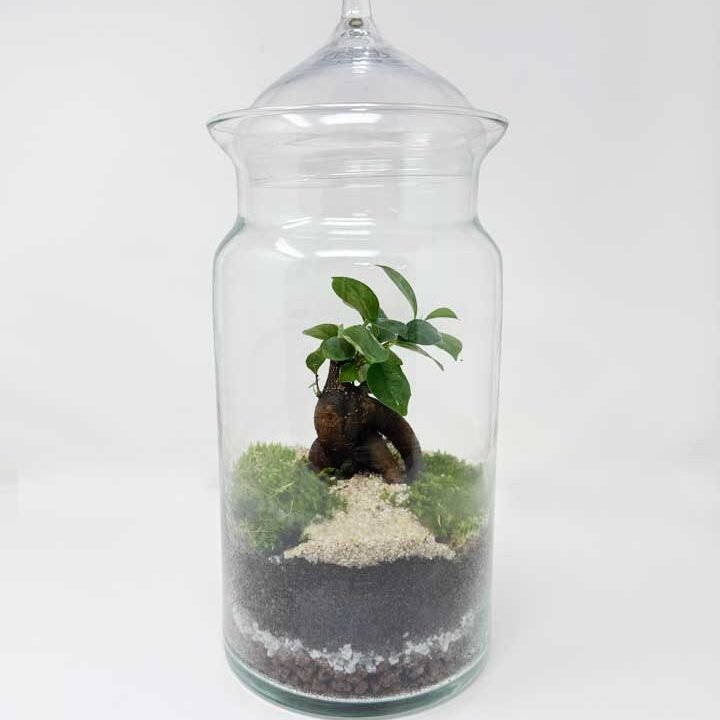 Terrari cilíndric de vidre amb tapa, 30 cm d’alçada, amb plantes verdes d’interior. Model Cilindre Verd de Floristeria Zinnia.