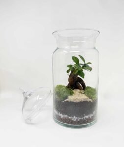 terrari5B