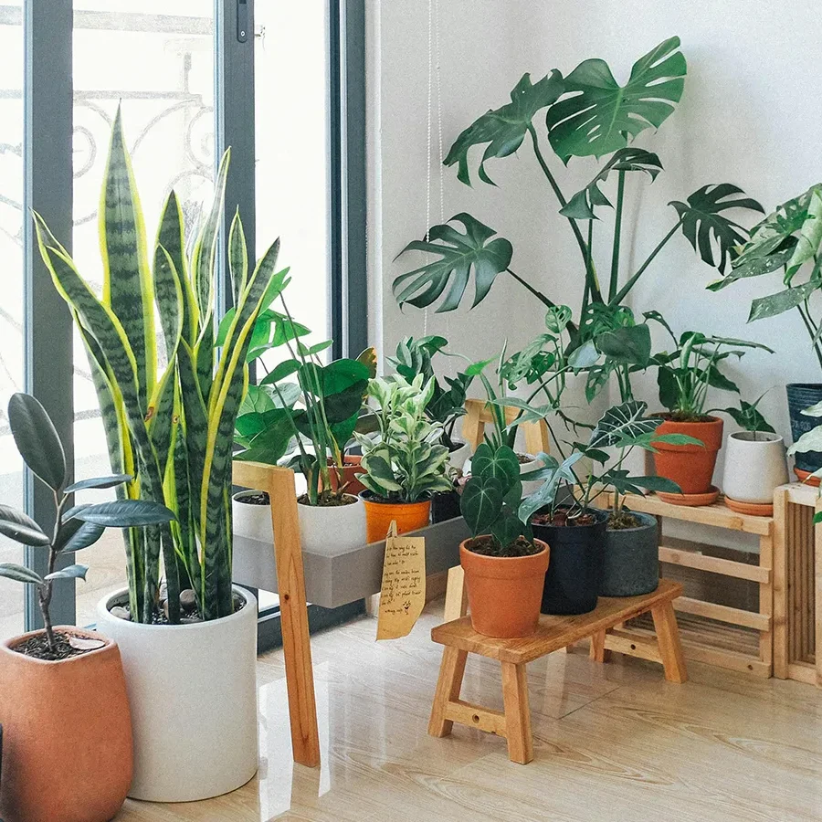 Casa plena de plantes interiors saludables, perfectament cuidades amb els consells de Floristeria Zinnia per mantenir-les mentre estàs de vacances.