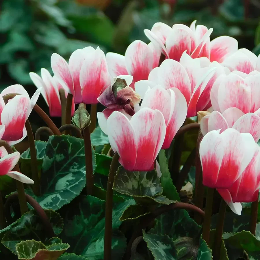 Primer pla d’un cyclamen amb flors rosades i fulles verdes amb dibuixos platejats, ideal per decorar espais frescos a la tardor