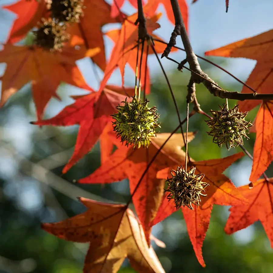 Fulles de liquidámbar tenyides de vermell, taronja i groc en un arbre caducifoli durant la tardor