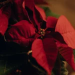 El significat de la Flor de Pasqua