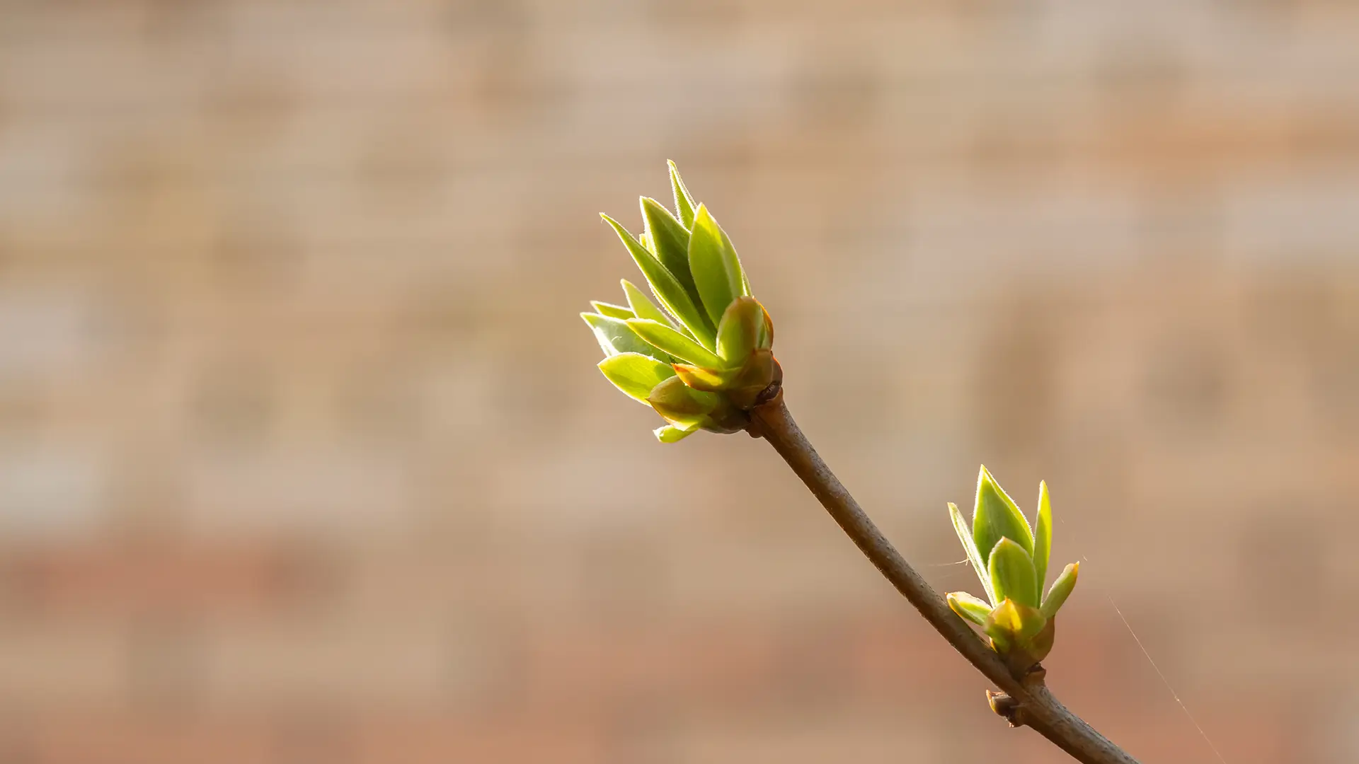 Imatge Control Lliscant