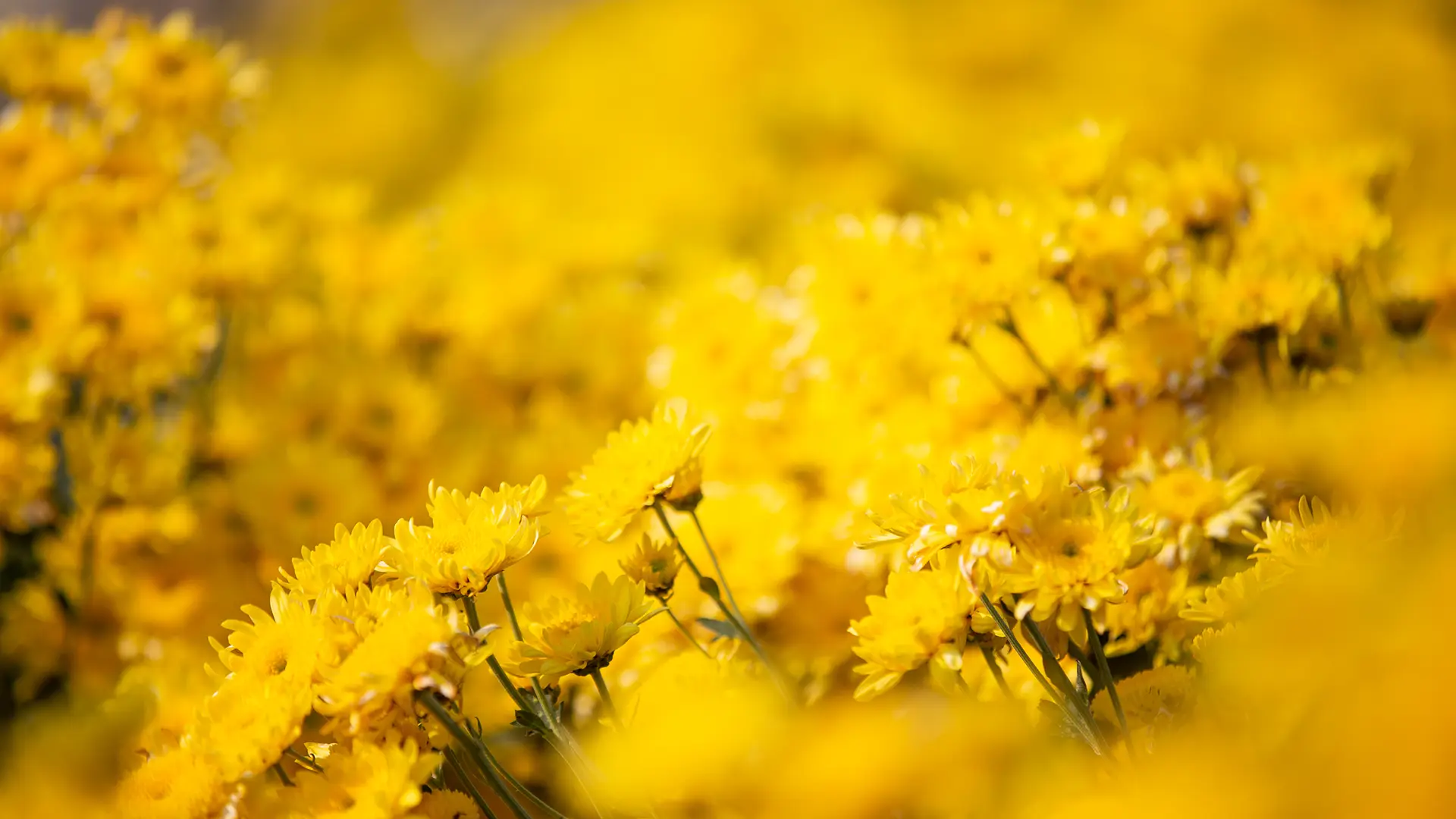 Imatge Control Lliscant