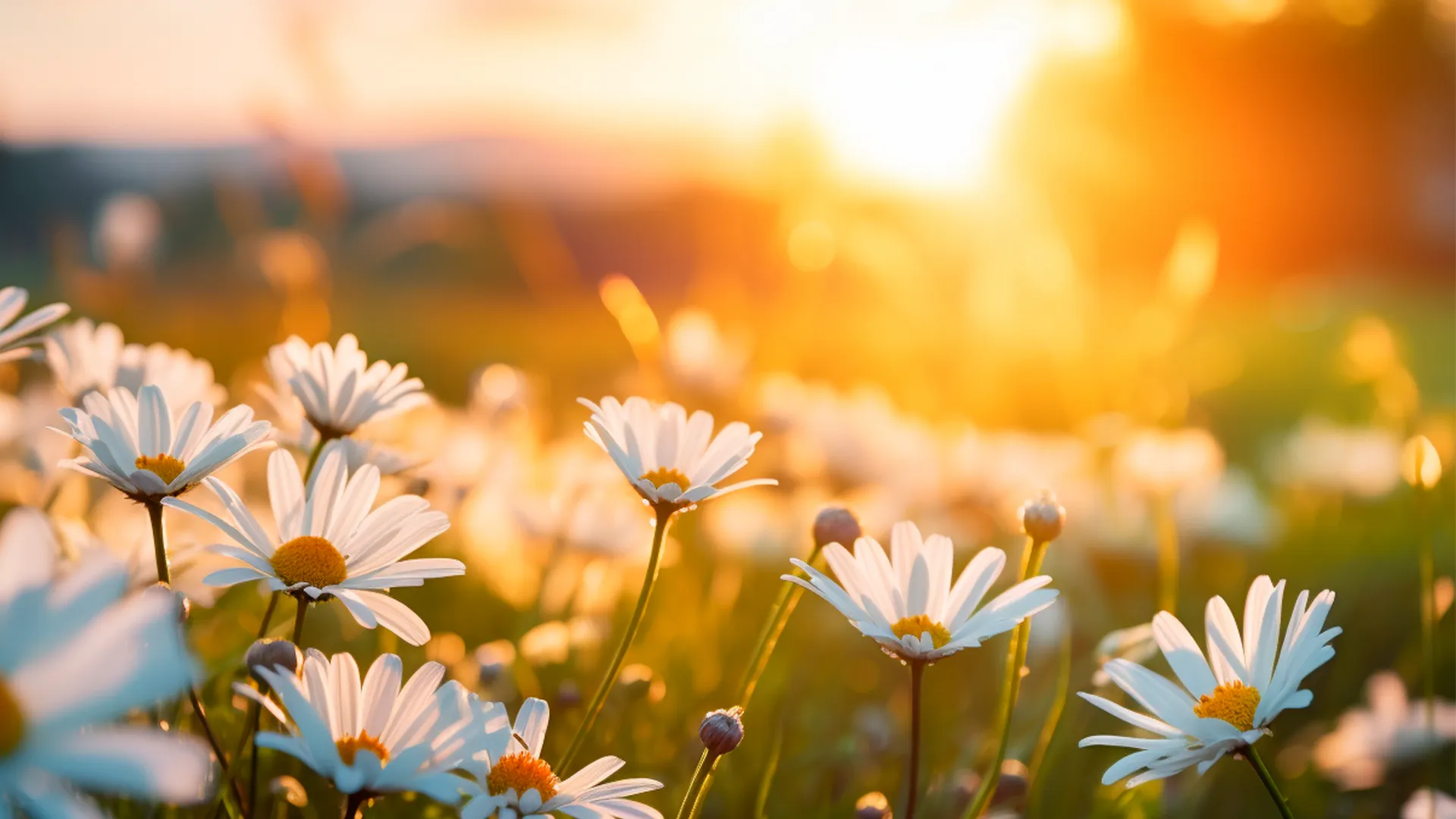 Imatge Control Lliscant