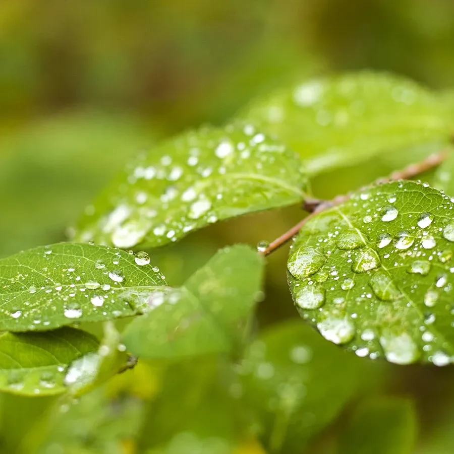 beneficis de l'aigua de pluja